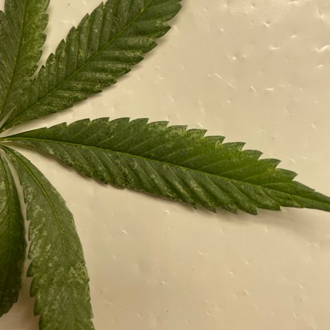 Lifter  growlog photo: Calcium Rick bag added for a couple days ph is bottoming out at 5 already up to 5.2 in 30 mins also signs of thrips rooms coming out in a few days so shouldn’t affect anything but very nice buds 