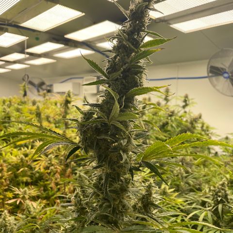 Lifter  growlog photo: Calcium Rick bag added for a couple days ph is bottoming out at 5 already up to 5.2 in 30 mins also signs of thrips rooms coming out in a few days so shouldn’t affect anything but very nice buds 