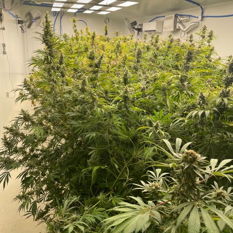 Lifter  growlog photo: Calcium Rick bag added for a couple days ph is bottoming out at 5 already up to 5.2 in 30 mins also signs of thrips rooms coming out in a few days so shouldn’t affect anything but very nice buds 