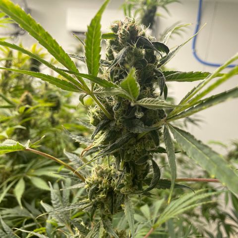 Lifter  growlog photo: Calcium Rick bag added for a couple days ph is bottoming out at 5 already up to 5.2 in 30 mins also signs of thrips rooms coming out in a few days so shouldn’t affect anything but very nice buds 