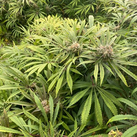 Super sour space candy  growlog photo:  Calcium bag added to help with pH at 5.0 brought back up to 5.2 and 30 minutes Nice birds a few days away from harvest signs of thrips but shouldn’t affect anything