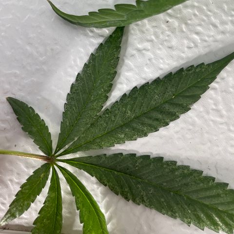 Super sour space candy  growlog photo:  Calcium bag added to help with pH at 5.0 brought back up to 5.2 and 30 minutes Nice birds a few days away from harvest signs of thrips but shouldn’t affect anything