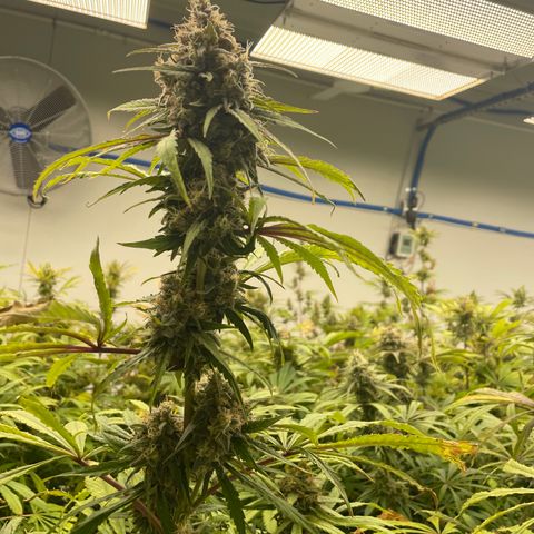 Super sour space candy  growlog photo:  Calcium bag added to help with pH at 5.0 brought back up to 5.2 and 30 minutes Nice birds a few days away from harvest signs of thrips but shouldn’t affect anything
