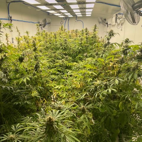 Super sour space candy  growlog photo:  Calcium bag added to help with pH at 5.0 brought back up to 5.2 and 30 minutes Nice birds a few days away from harvest signs of thrips but shouldn’t affect anything