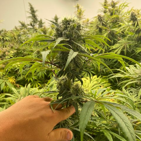 Super sour space candy  growlog photo:  Calcium bag added to help with pH at 5.0 brought back up to 5.2 and 30 minutes Nice birds a few days away from harvest signs of thrips but shouldn’t affect anything