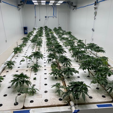White cbg  growlog photo: 1st day of flower 
