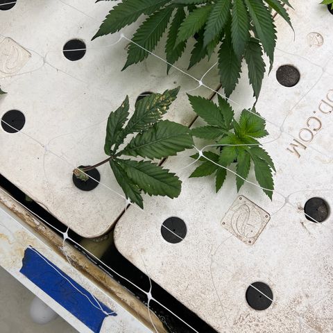 White cbg  growlog photo: Wilted down and yellow on some others doing just fine 