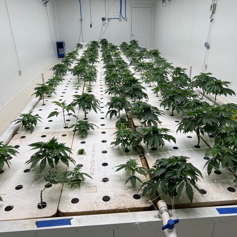 White cbg  growlog photo: Wilted down and yellow on some others doing just fine 