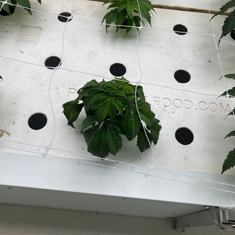 White cbg  growlog photo: Wilted down and yellow on some others doing just fine 