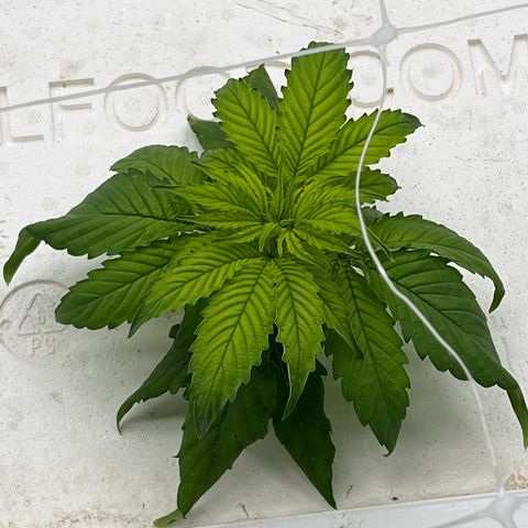 White cbg  growlog photo: Wilted down and yellow on some others doing just fine 