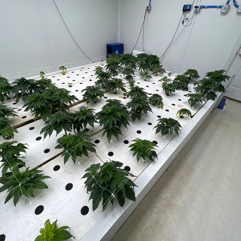 White cbg  growlog photo: Wilted down and yellow on some others doing just fine 