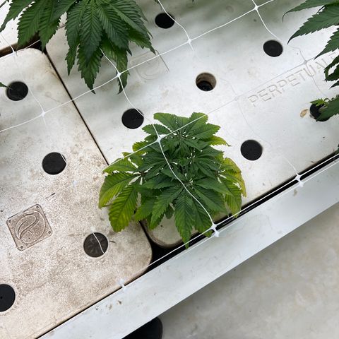 White cbg  growlog photo: Wilted down and yellow on some others doing just fine 