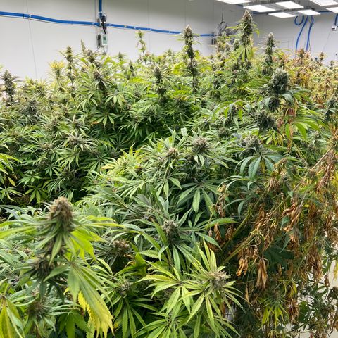 Super sour space candy  growlog photo: 1 days from harvest they are ready 