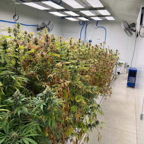 Super sour space candy  growlog photo: 1 days from harvest they are ready 