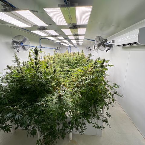 Super sour space candy  growlog photo: 1 days from harvest they are ready 
