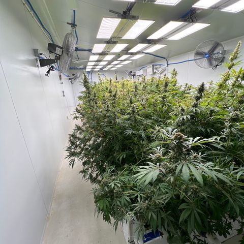 Lifter  growlog photo: 1 day from flower they are ready no feed today 
