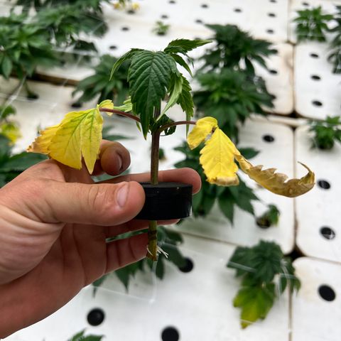 White cbg  growlog photo: About 6 of 10 plants rooting 2 days in flower 
