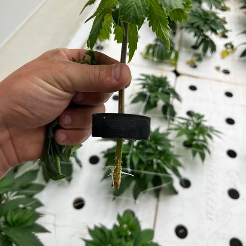 White cbg  growlog photo: About 6 of 10 plants rooting 2 days in flower 