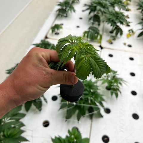 White cbg  growlog photo: About 6 of 10 plants rooting 2 days in flower 