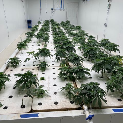 White cbg  growlog photo: Some plants Still showing brown spots some yellow and some plants are totally fine
