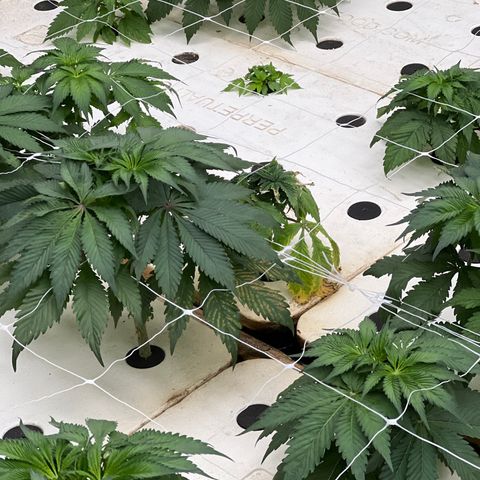 White cbg  growlog photo: Some plants Still showing brown spots some yellow and some plants are totally fine