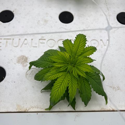 White cbg  growlog photo: Some plants Still showing brown spots some yellow and some plants are totally fine