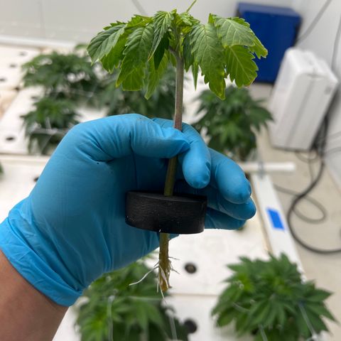 White cbg  growlog photo: Some plants Still showing brown spots some yellow and some plants are totally fine