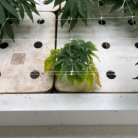 White cbg  growlog photo: Some plants Still showing brown spots some yellow and some plants are totally fine