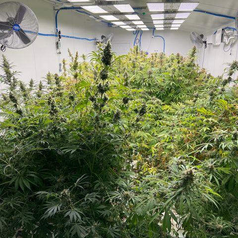 Lifter  growlog photo: Harvest day 