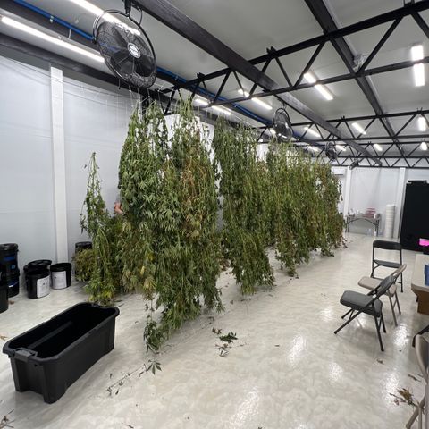 Lifter  growlog photo: Harvest complete into drying room 