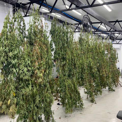 Lifter  growlog photo: Harvest complete into drying room 