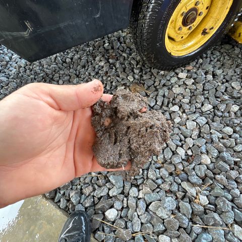 White cbg  growlog photo: Slug being pulled out daily 