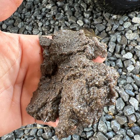 White cbg  growlog photo: Slug being pulled out daily 