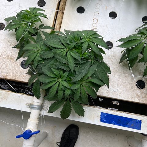 White cbg  growlog timeline photo