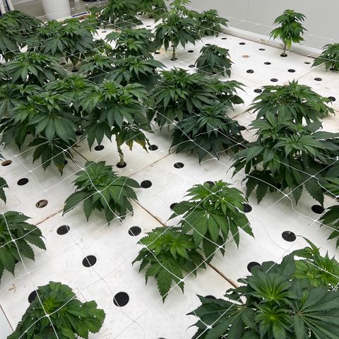White cbg  growlog timeline photo