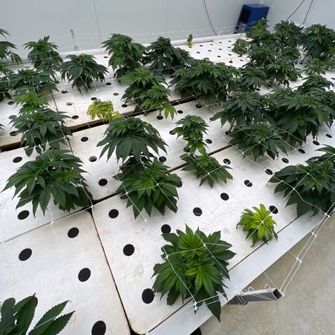 White cbg  growlog timeline photo