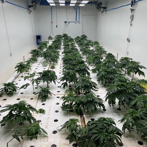 White cbg  growlog timeline photo