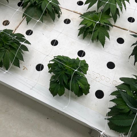 White cbg  growlog timeline photo