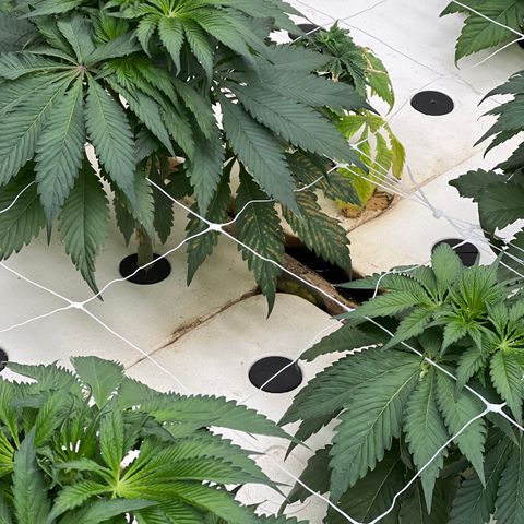 White cbg  growlog timeline photo