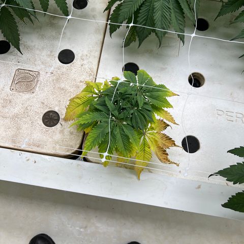 White cbg  growlog timeline photo