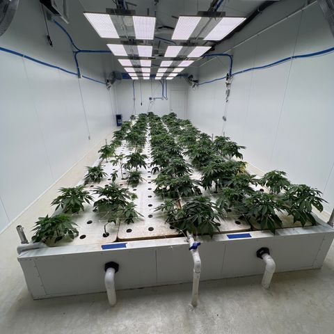 White cbg  growlog timeline photo