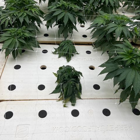 White cbg  growlog timeline photo