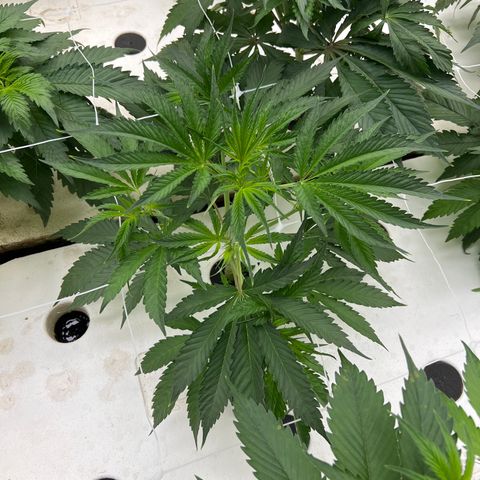 White cbg  growlog timeline photo