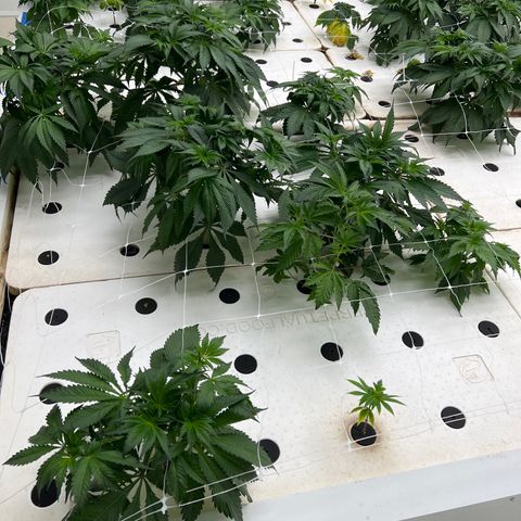White cbg  growlog timeline photo