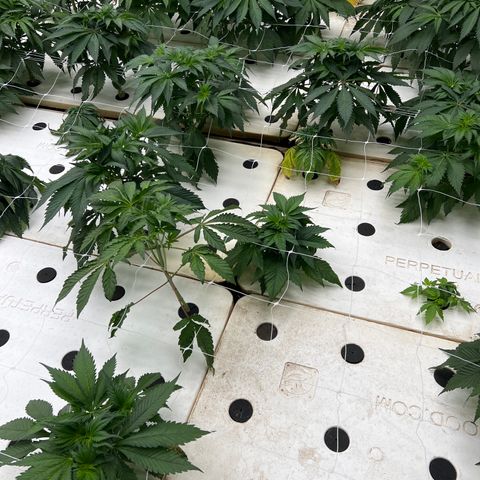 White cbg  growlog timeline photo