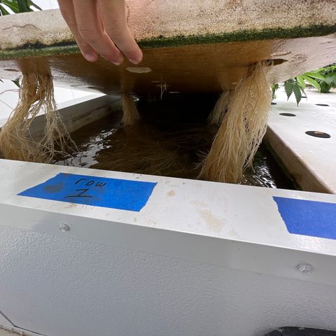 White cbg  growlog photo: Plants with good roots look great ones with brown roots are dying off 