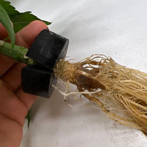 White cbg  growlog photo: Plants with good roots look great ones with brown roots are dying off 