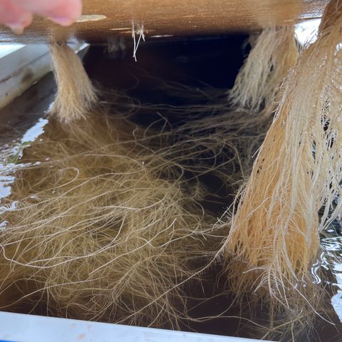 White cbg  growlog photo: Plants with good roots look great ones with brown roots are dying off 
