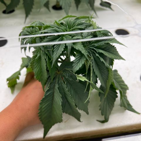 White cbg  growlog photo: Plants with good roots look great ones with brown roots are dying off 