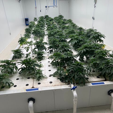 White cbg  growlog timeline photo